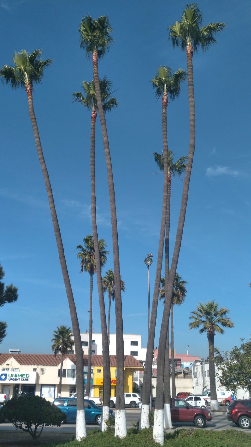 Palms of Ensenada
