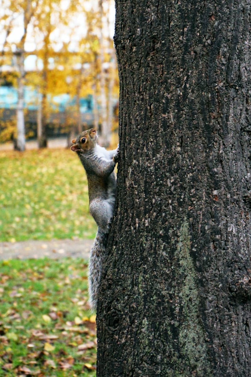 Curious Squirrel at Tate Modern