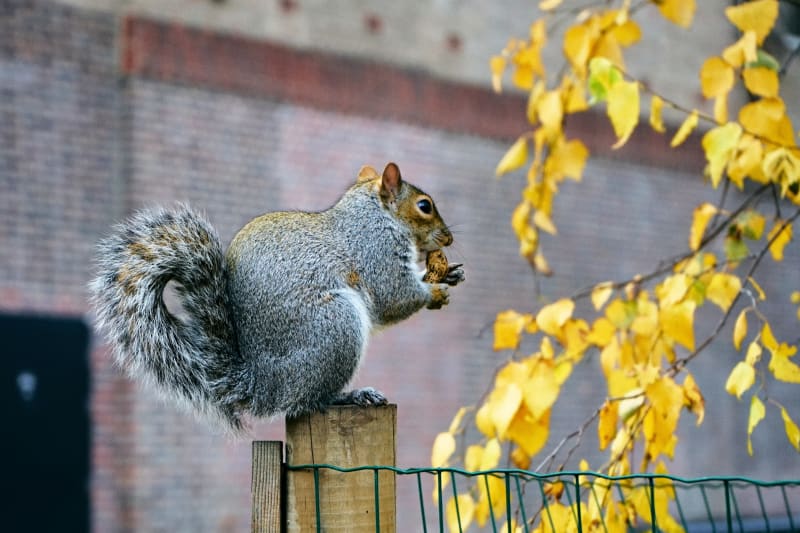 Squirrel by the Thames