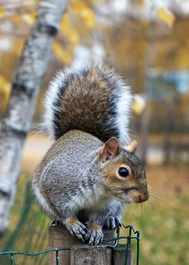 Portrait of a Grey Squirrel