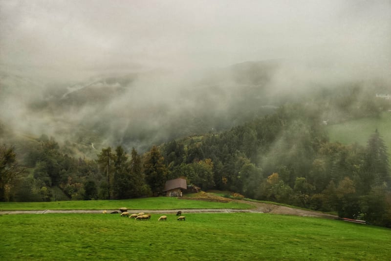 Sheep on the Way to Renon