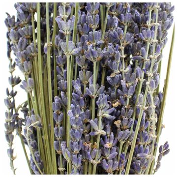 Dried Lavender Bulk Bunches