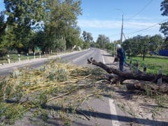 Сильный ветер в Невинномысске: последствия и меры реагирования