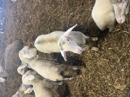 Научное сопровождение по эффективному разведению чистопородных и помесных овец возможно и в ЛПХ