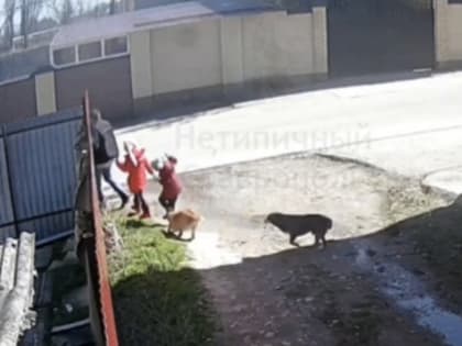 После нападения собак на ребенка в Ставрополе возбуждено уголовное дело