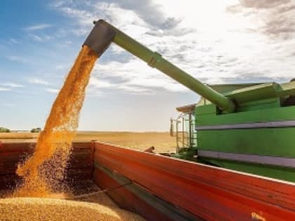 Больше всего зерна в другие регионы отгрузили Изобильненский и Новоалександровский округа Ставропольского края