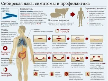 Профилактика сибирской язвы