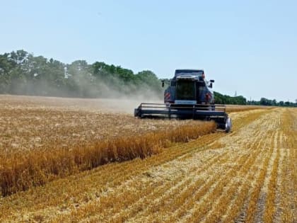 У аграриев Грачевского округа наступила горячая пора – уборка урожая