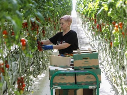 До 20 тыс. тонн овощей планирует закупать на Ставрополье один из крупнейших ритейлеров России