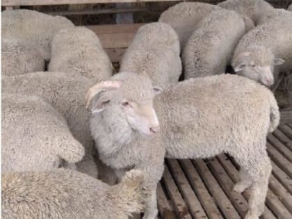 Научные разработки – производству!