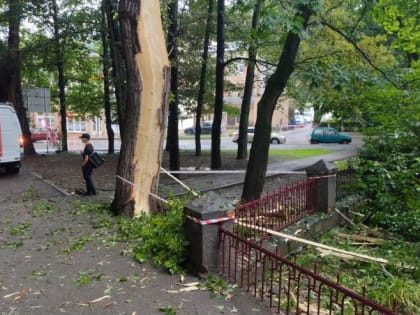 Молния разбила кору дерева в Кисловодске