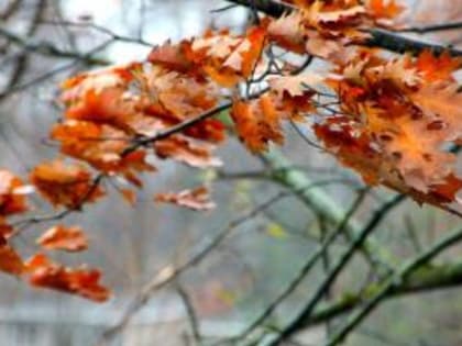 Сильный ветер ожидается в регионе