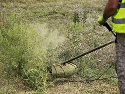 Управлением Россельхознадзора выявлены нарушения правил борьбы с карантинным сорняком