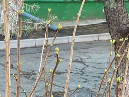 В Невинномысске 20 декабря распустились почки на сирени