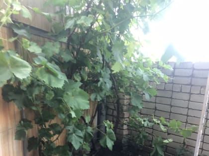 В Ставрополе продолжается оказание помощи семьям мобилизованных горожан