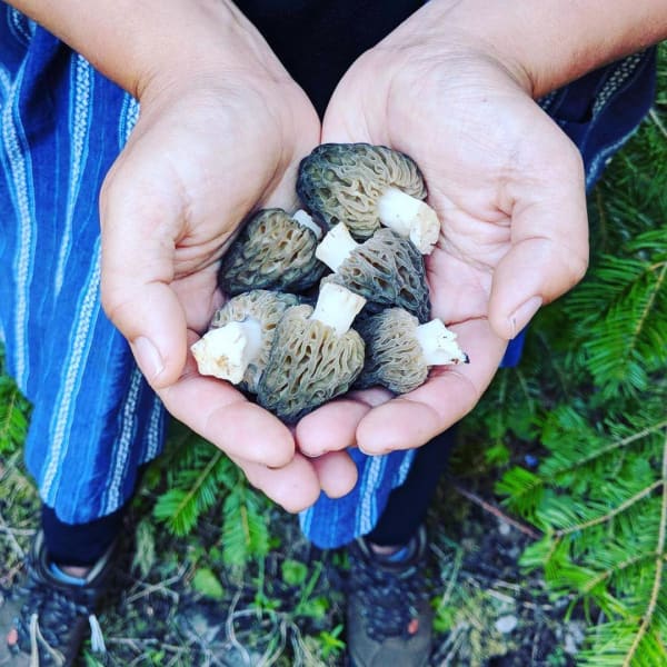 Hands holding freshly foraged morel mushrooms