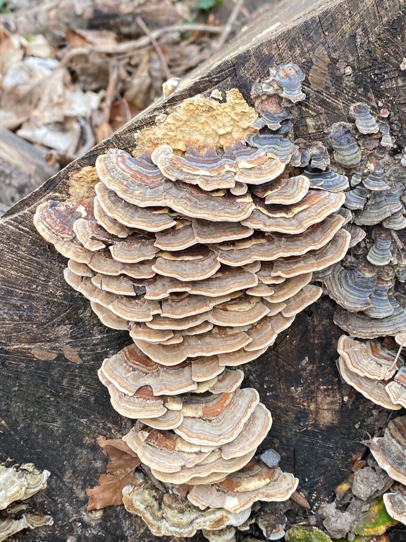 Turkey tail mushroom growing on a log in the wild