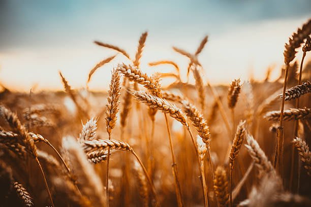 Wheat (HD-2967) - Fresh direct crop on FarmLink AI