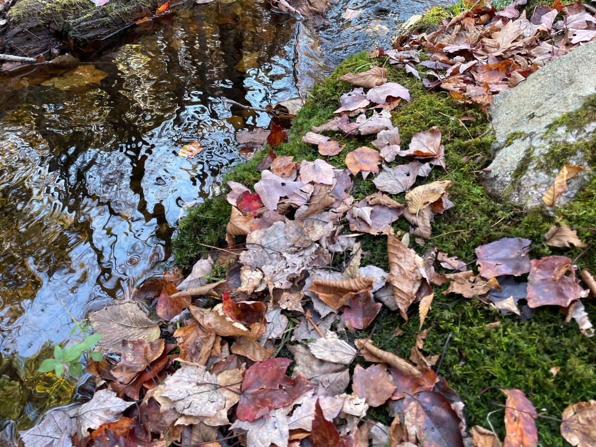 Late autumn leaves at the Robert Frost Farm near Derry, NH