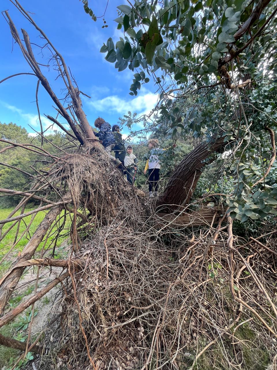 Exploración de orientación y recorrida por el Arboretum: uso de brújula, observación de la naturaleza y desplazamiento grupal.