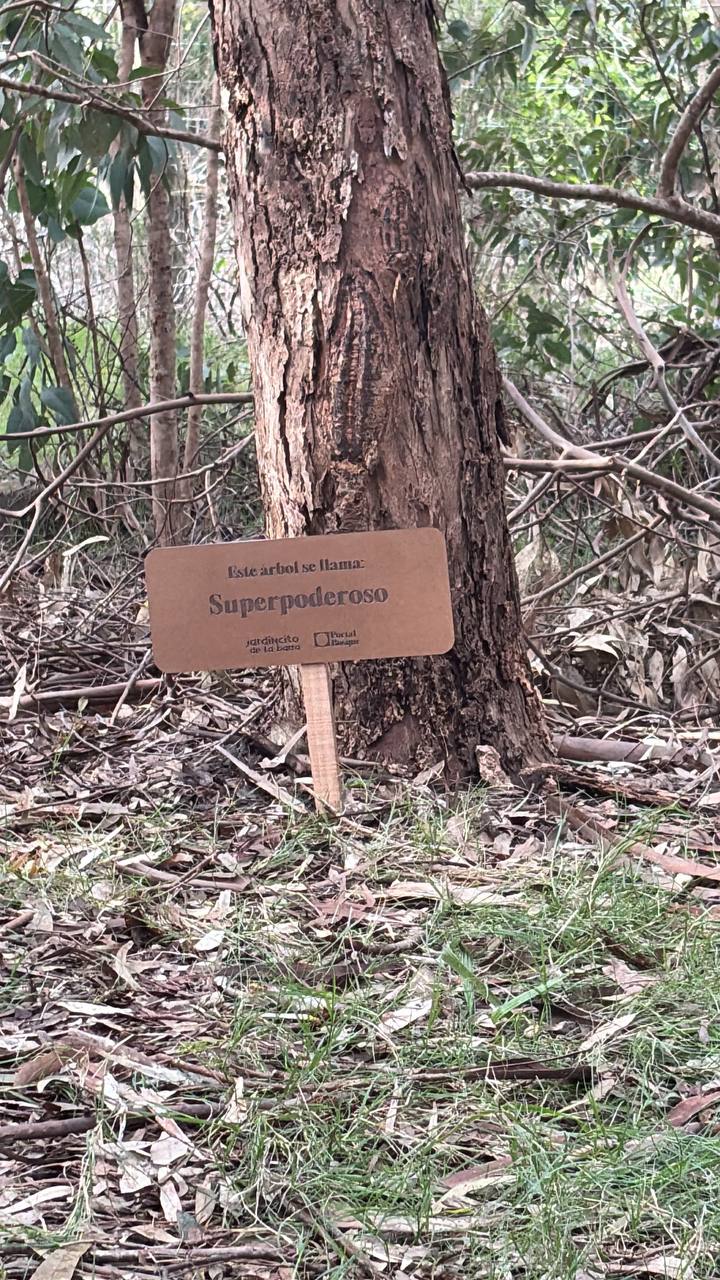 Ronda de encuentro en el bosque