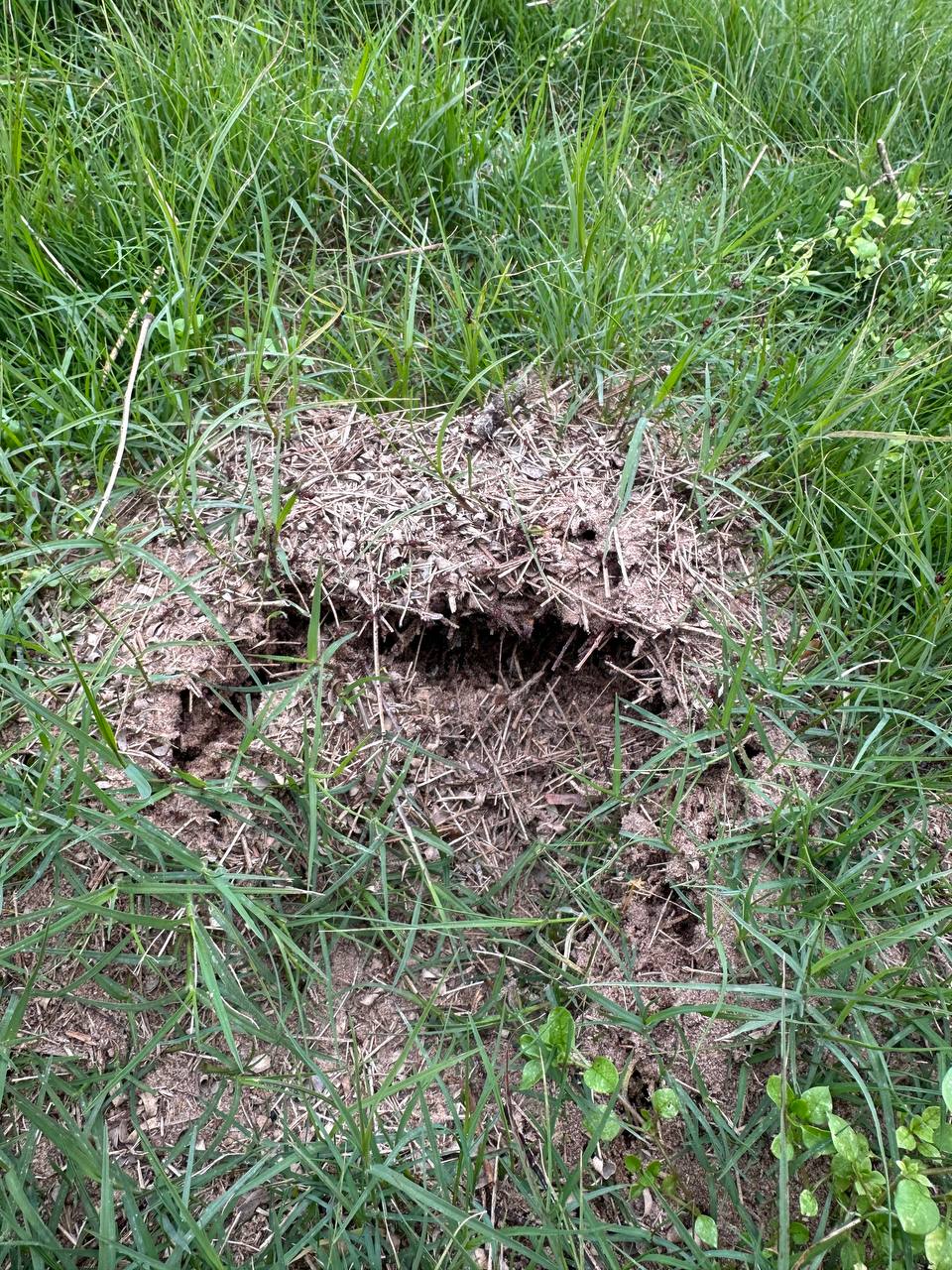 Observación de un hormiguero durante la exploración en el bosque