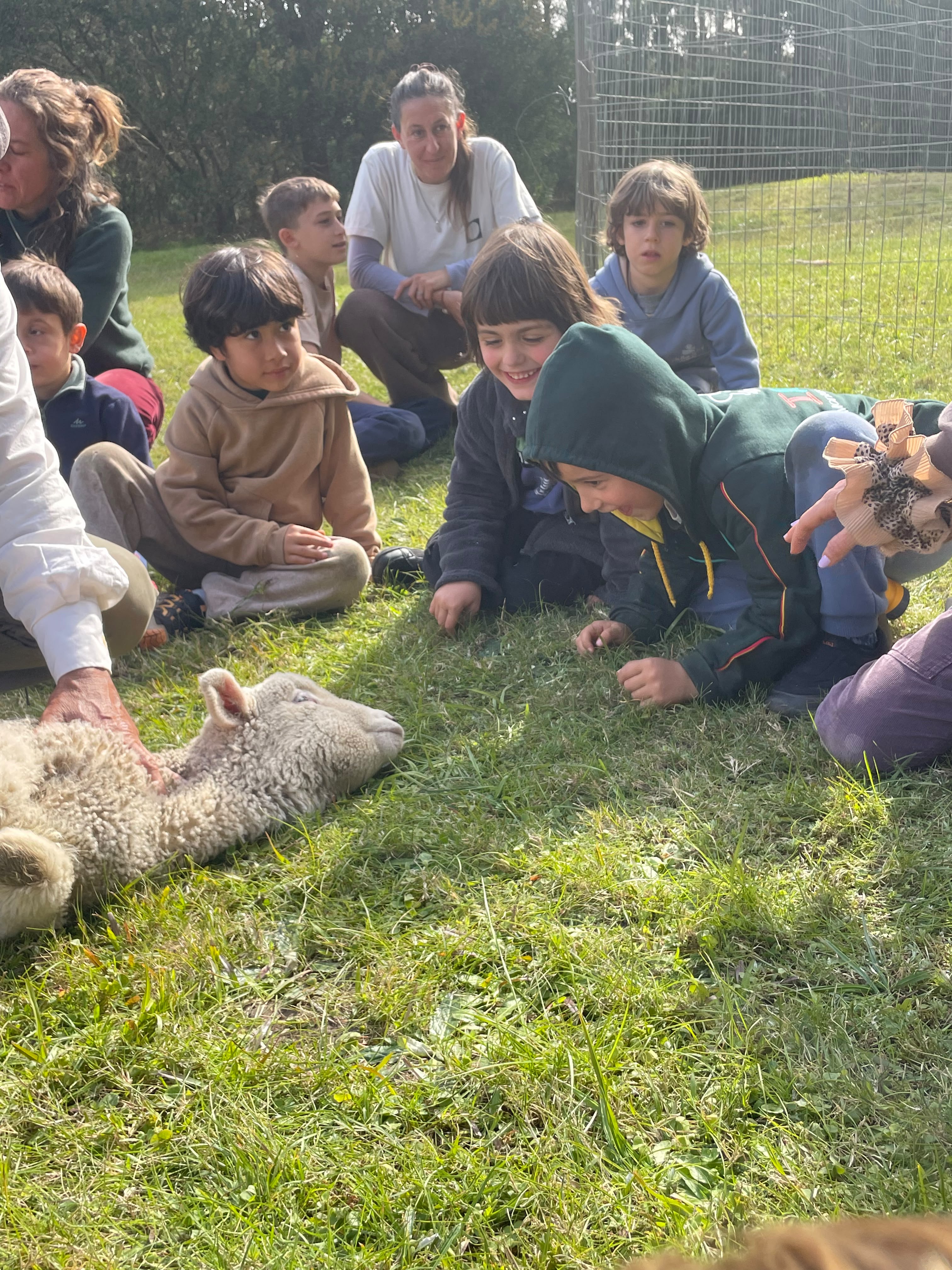 Visita a las ovejas: acercamiento, observación de la esquila y del lavado de lana.