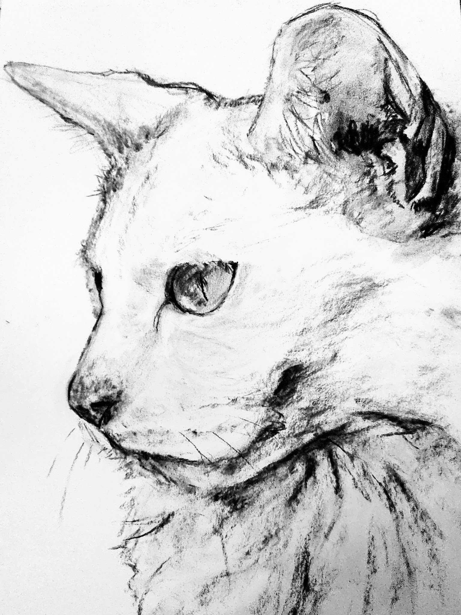 Dibujo gato carboncillo