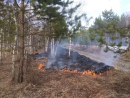 Виновником большинства лесных пожаров остаётся человек