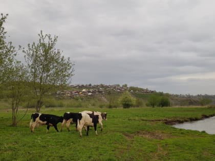 В Челябинской области фермеру грозит до шести лет тюрьмы за мошенничество с покупкой коров