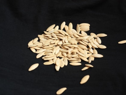 Время проверок Как и зачем проводить предпосевную обработку семян