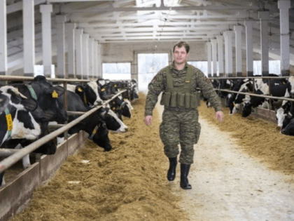 В Челябинске военнослужащих обязали собирать коровий навоз