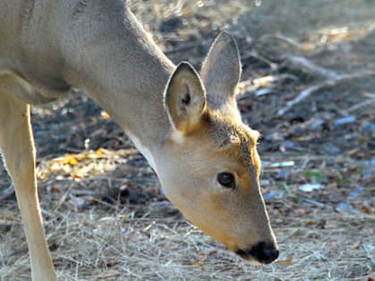 Автоинспекторы Челябинска поймали браконьеров, убивших 6 косуль