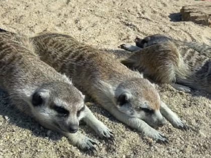 Сурикаты из челябинского зоопарка дали мастер-класс по лежанию на пляже