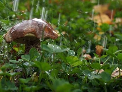 Прогноз погоды на ближайшие дни