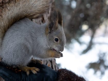 В Челябинске потеплеет до −5 градусов