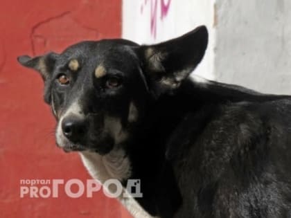 Бешенство в Челябинской области: уже 4 зараженных животных в июне