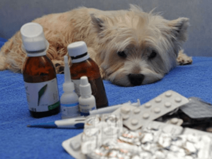 В прошедшем году выявлено 7 сайтов, на которых лицами, не имеющими лицензию на ведение фармацевтической деятельности, предлагались лекарства для ветприменения