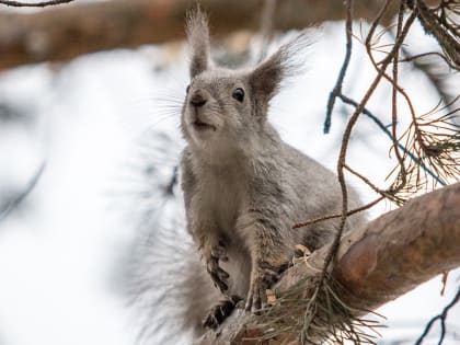 Новости Челябинска