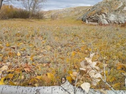 А гусей лучше пасти