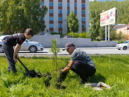 Укоренилась традиция. На набережной у златоустовского пруда высадили кедровую аллею