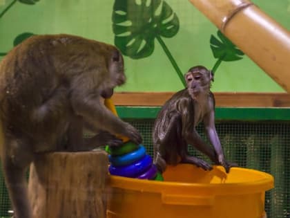 Карантин в Челябинском зоопарке: зал приматов закрыт для посетителей