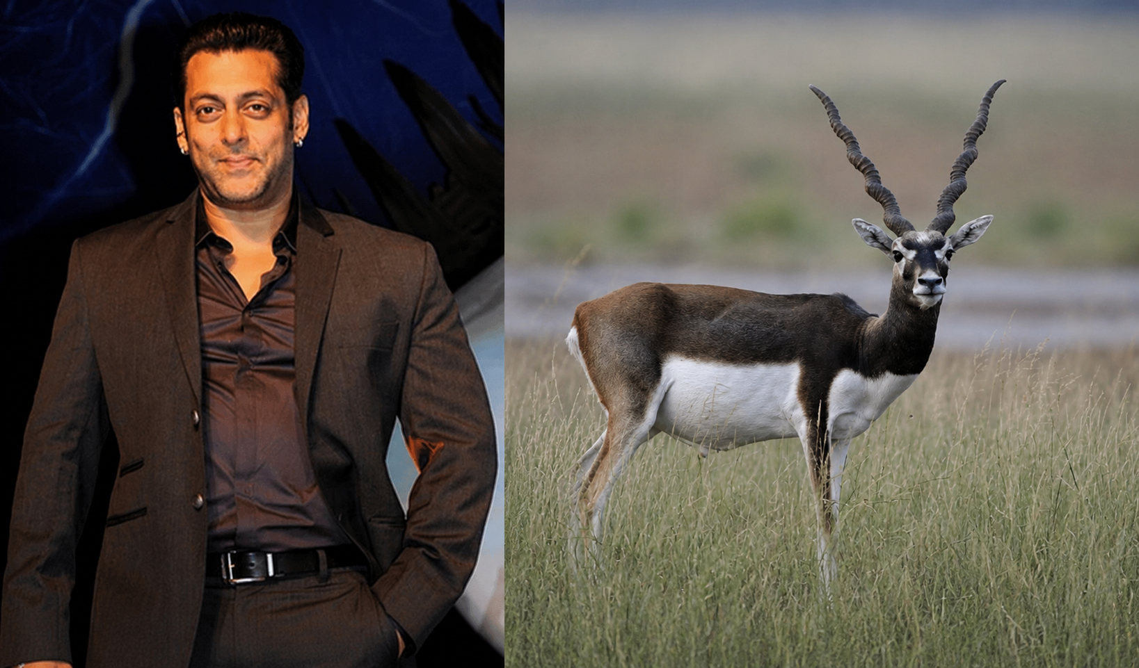 Delhi HC Defers Salman Khan's Kala Hiran Plea