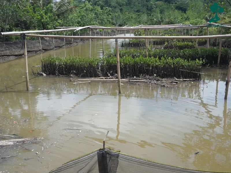Mangrove nursery in Kampung Laut, Cilacap.