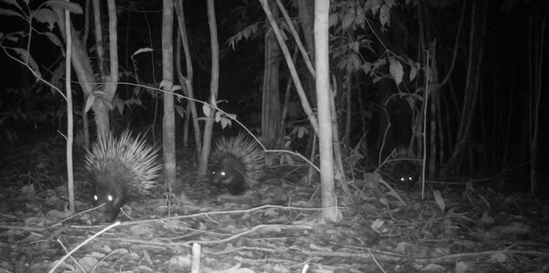 Hasil tangkapan foto camera trap satwa di Hutan Kalimantan