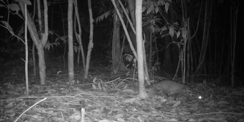 Mencari Keberadaan Satwa Liar dengan Kamera Jebak (Camera Trap)