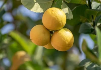 beneficios-limon-origen-uso