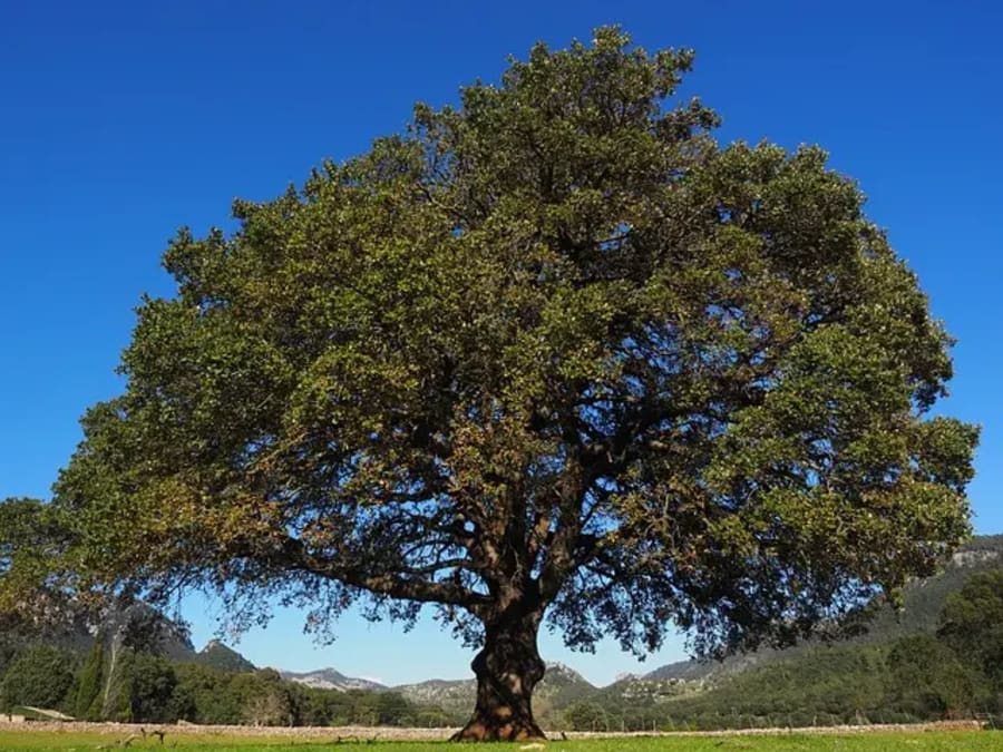 Árboles y plantas que ofrecen una sombra densa, perfectas para jardines y espacios exteriores durante el verano. Entre ellas, se encuentra el árbol de laurel.