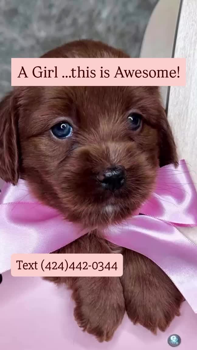 Advanced ENS Curriculum