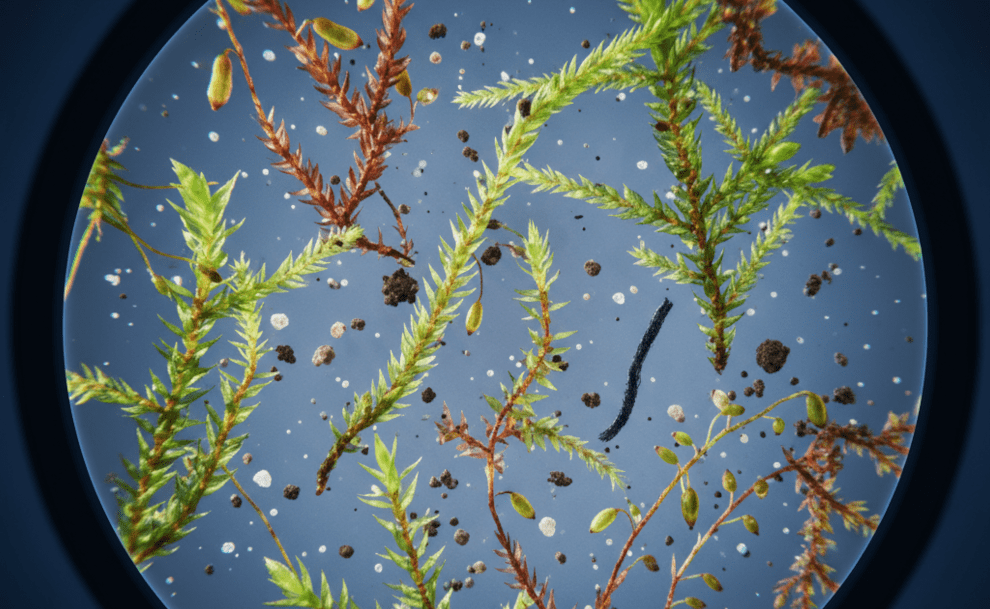 Small Plants, Big Clues: How Moss Leads Police to Crime Scenes